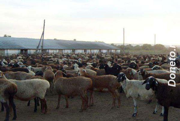 Продам овец, ягнят Эдильбаевской мясной породы