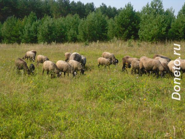 ярки, бараны и овцы романовской породы