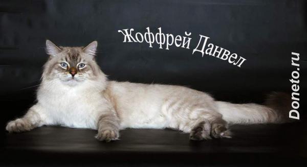 Невские маскарадные сибирские котята от Чемпиона Мира