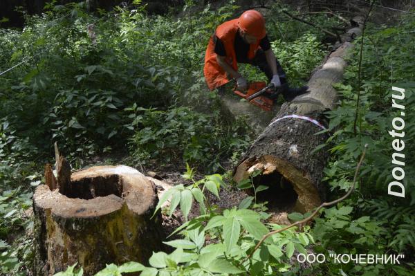 Спилить, удалить деревья в Москве и Московской области