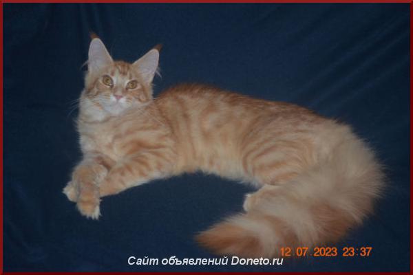 Красная кошка мейн-кун - солнце в вашем доме