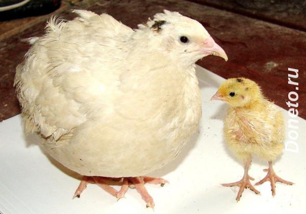 Куры перепелки индейки утки инкубационное яйцо навоз