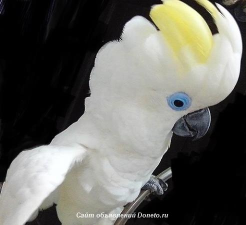 Синеочковый какаду Cacatua ophthalmica ручные птенцы из питомника
