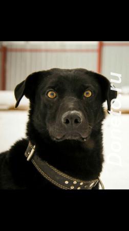 Багги- пёс с изумительными глазами