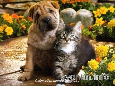Ветеринар к Вам на дом