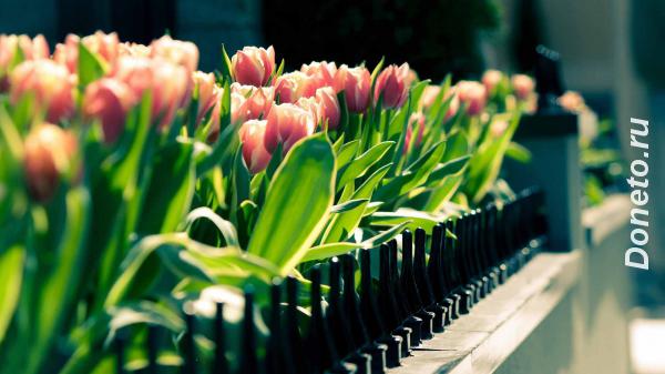Яркие, плотные и хрустящие тюльпаны.