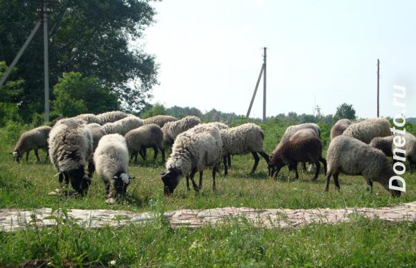 Продам овец Романовской породы